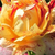 Rouge-jaune - Rosiers à grandes fleurs - floribunda - Nimet